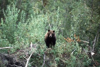 Sheenjek03_images/Sheenjek03_142_GrizzleBear.jpg